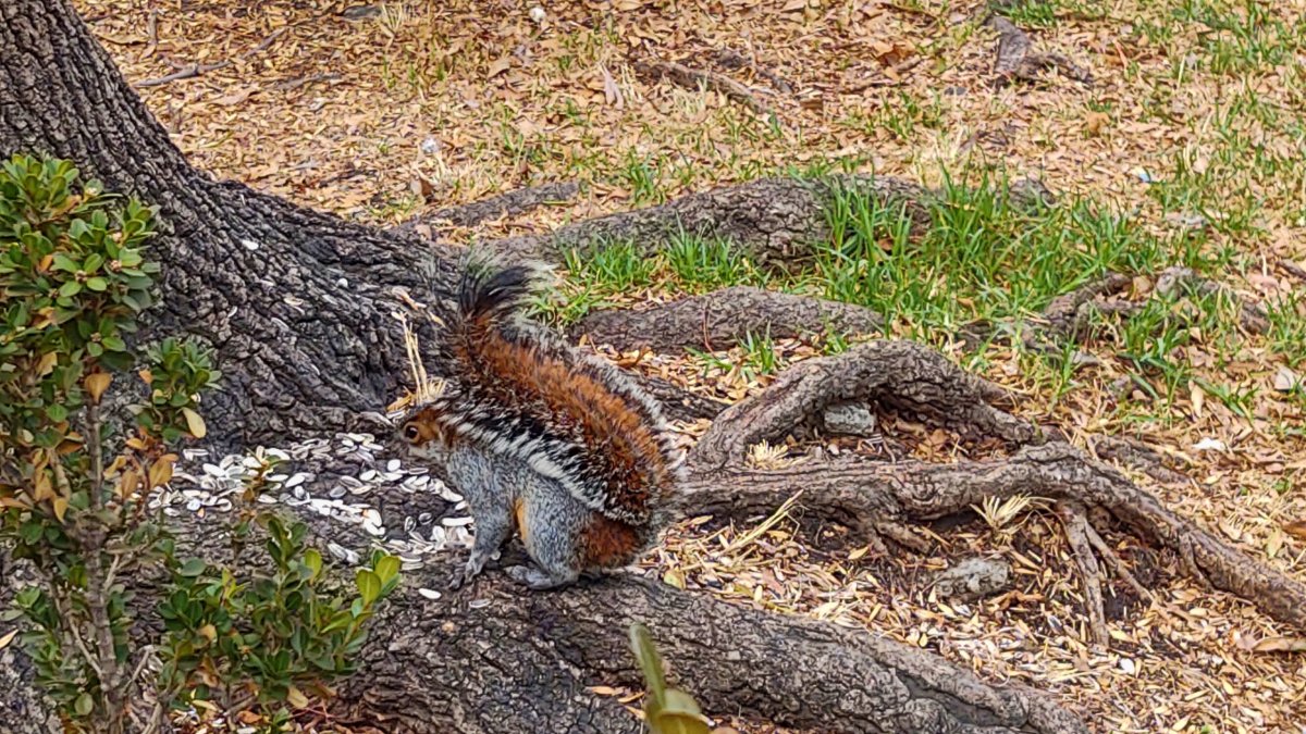 Drzých veverek je tady opravdu dost