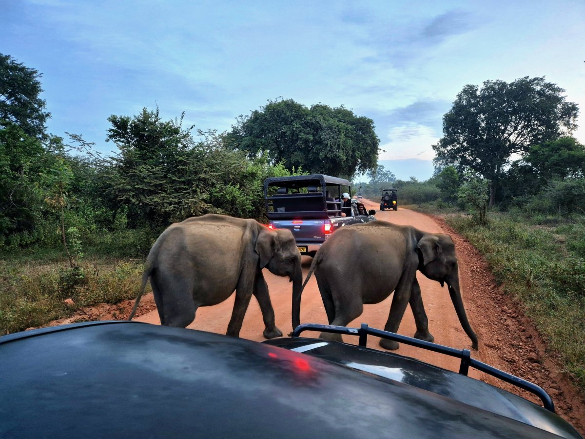 Sloní přivítání