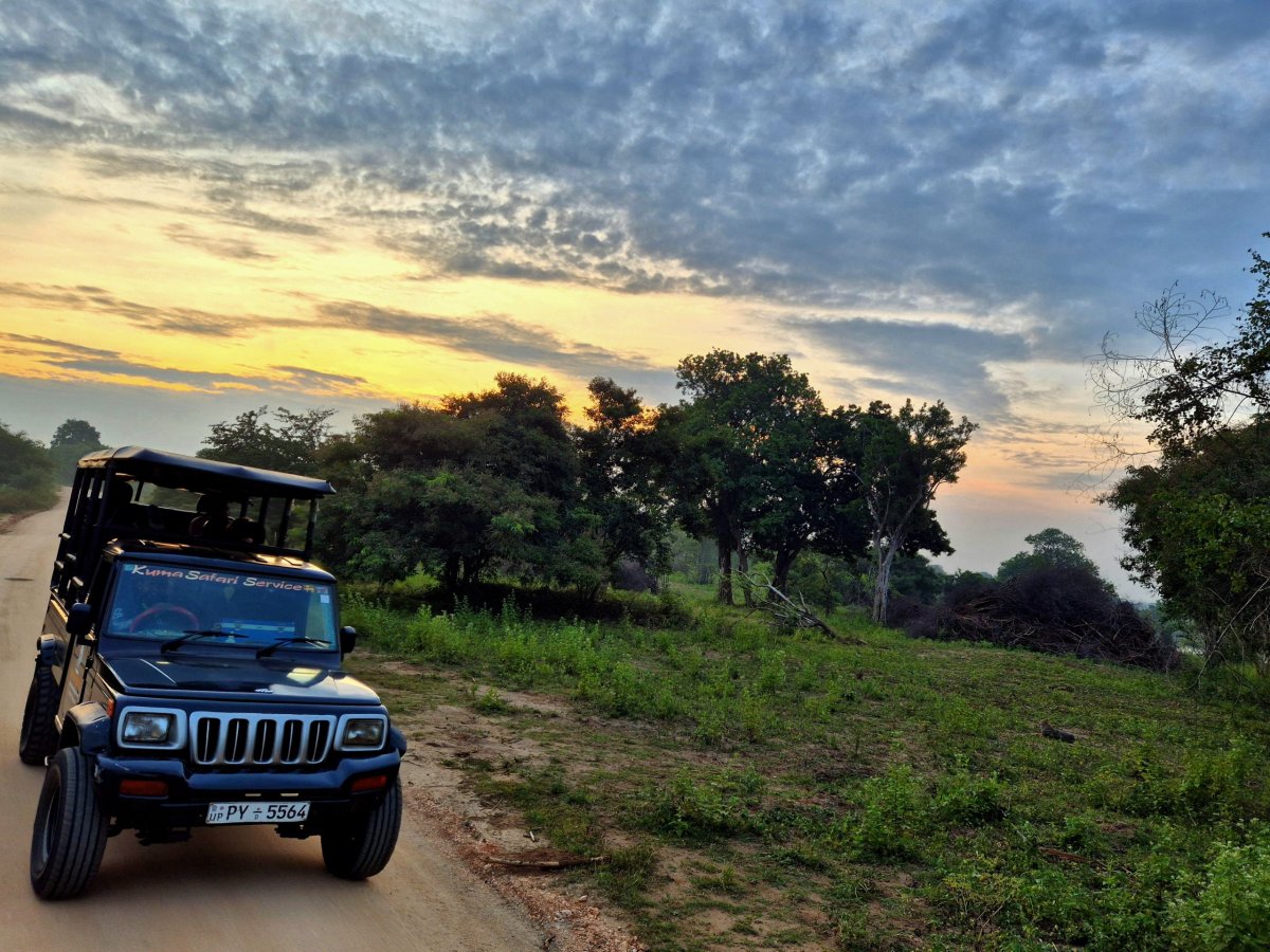 Pozorování šakala