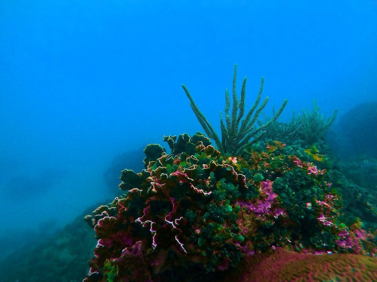 Jedno z posledních míst s nedotčenými korály