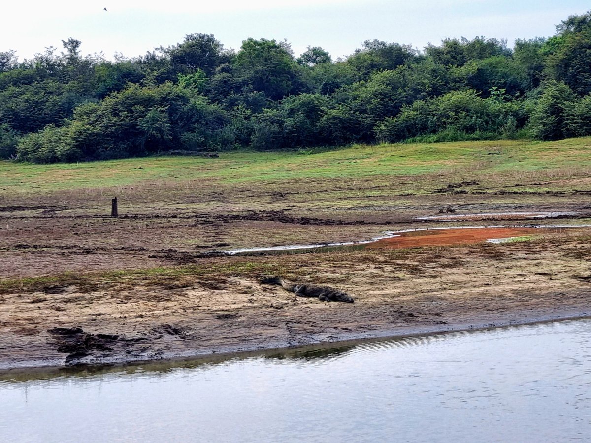 Maskování krokodýlů