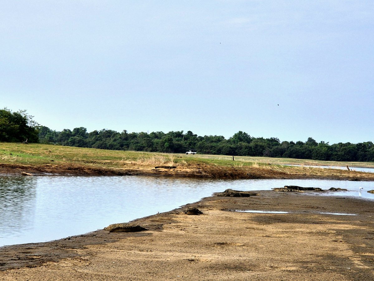 Maskování krokodýlů