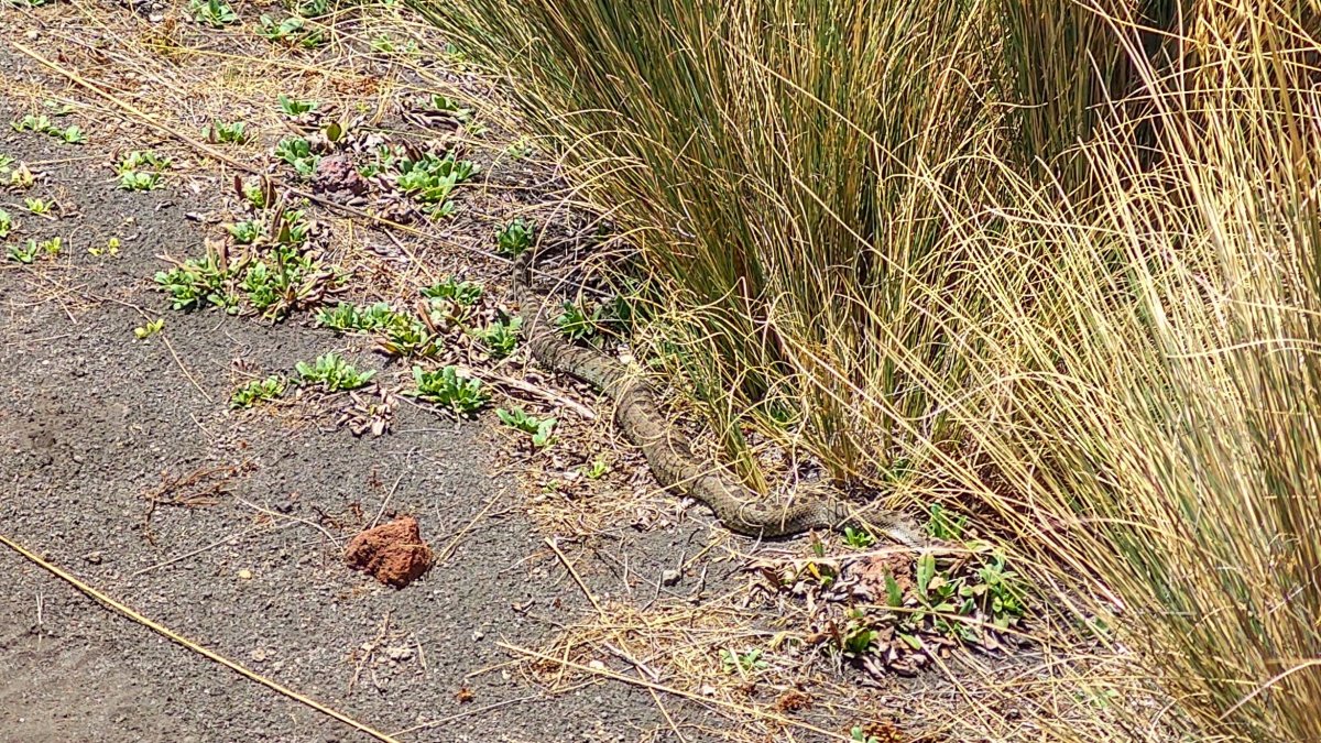 Crotalus triseriatus