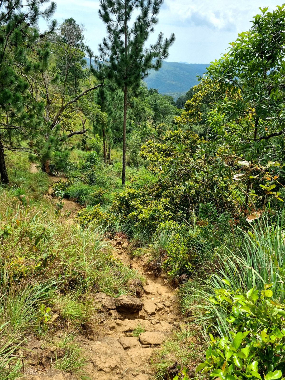 Okolí Diyaluma Falls 