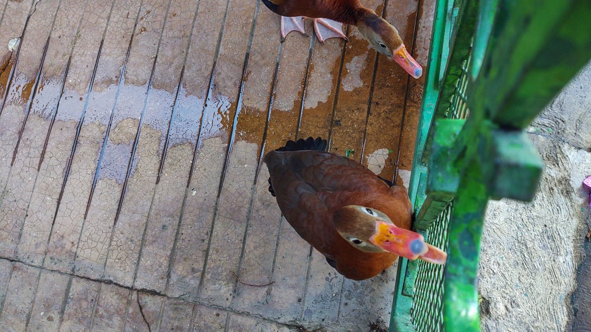 Kachny...to není zrovna velká exotika