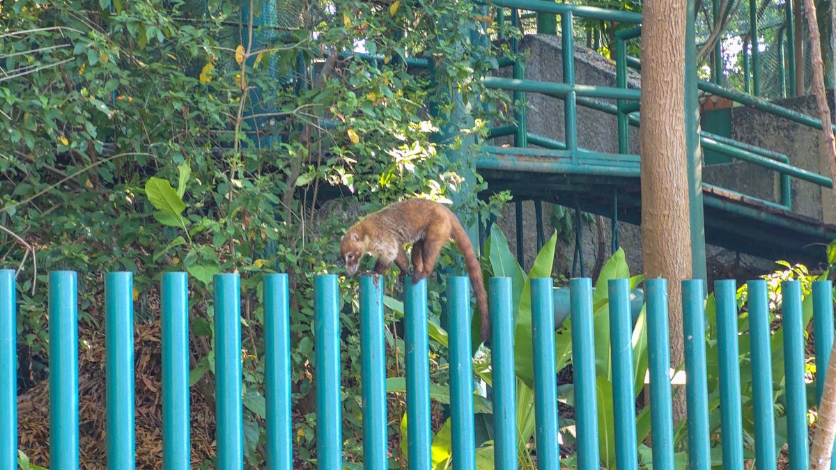 Další nosál - jsou jich tu desítky