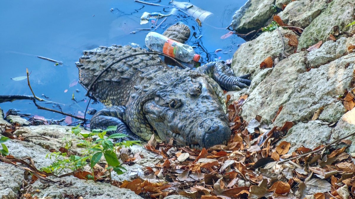 Krokodýl americký - Alex, místní mazlíček