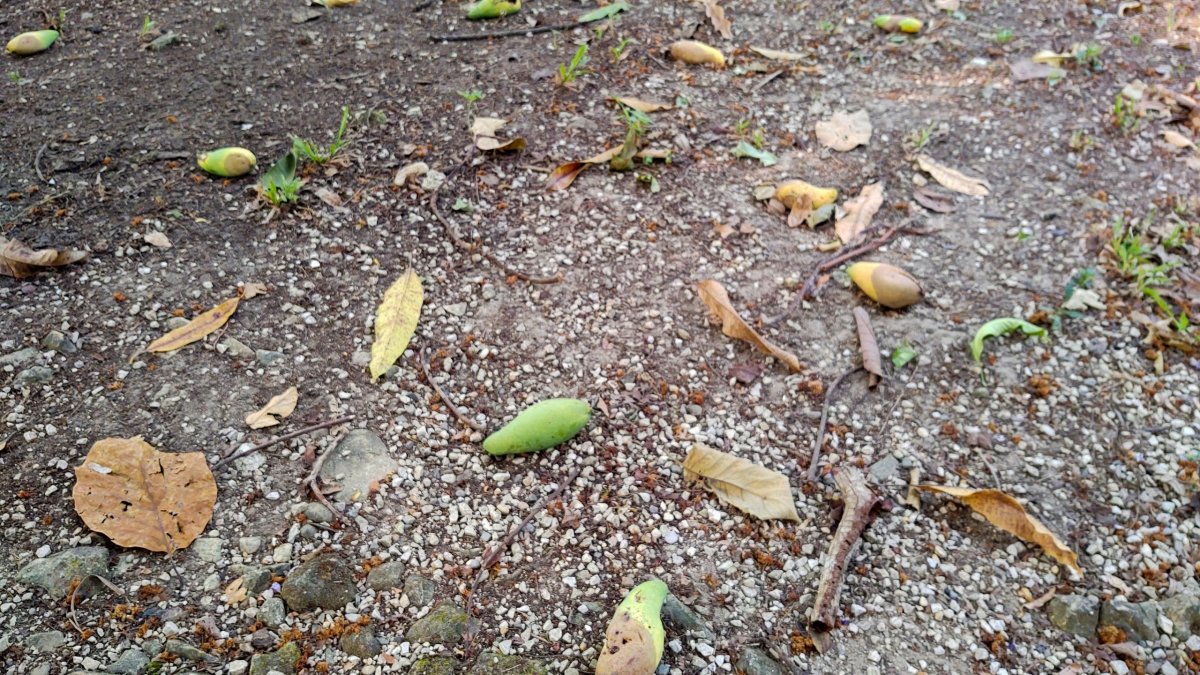 Mango kam se podívám...