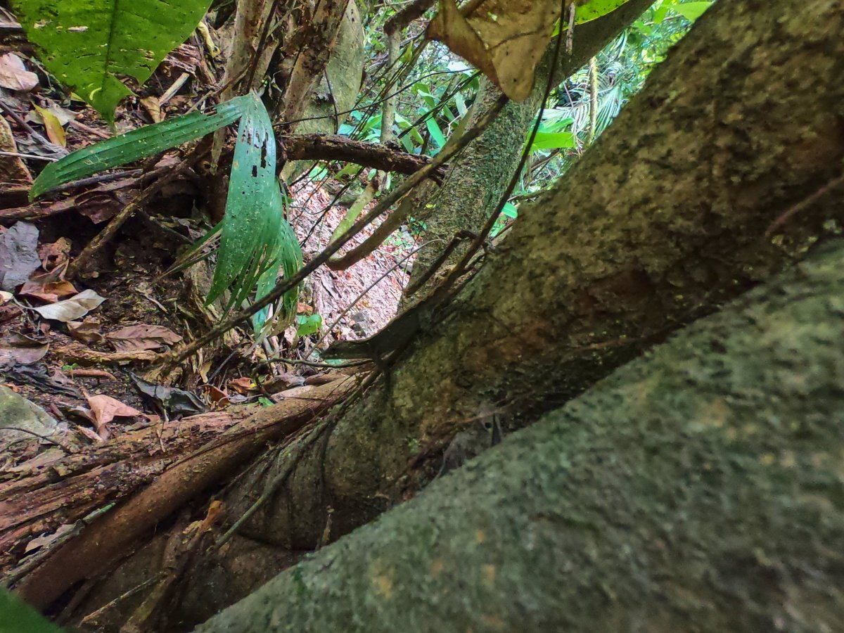 I když tu žije dost hadů, viděli jsme jen ještěrky