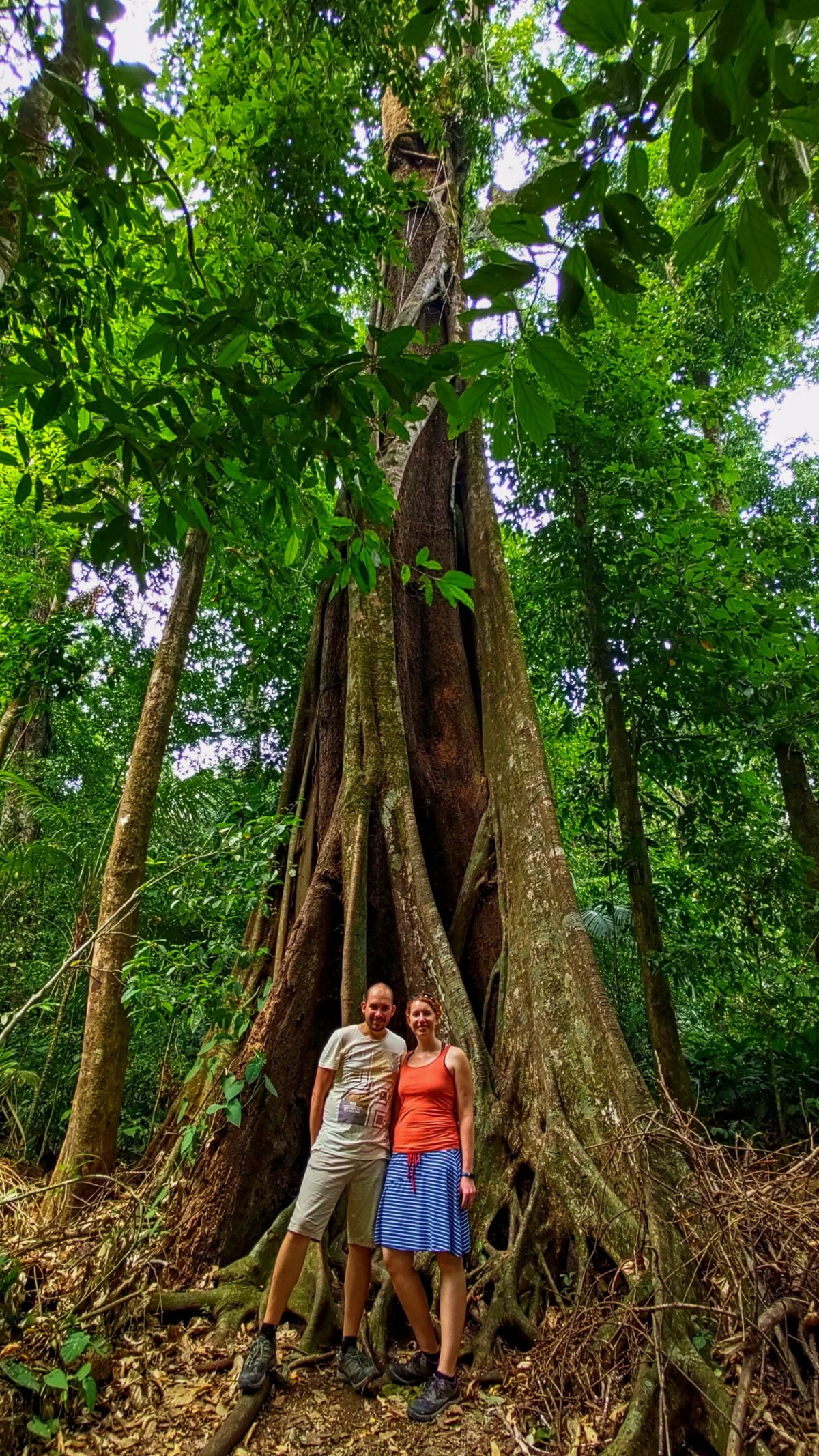 Vysoké stromy Brosimum alicastrum