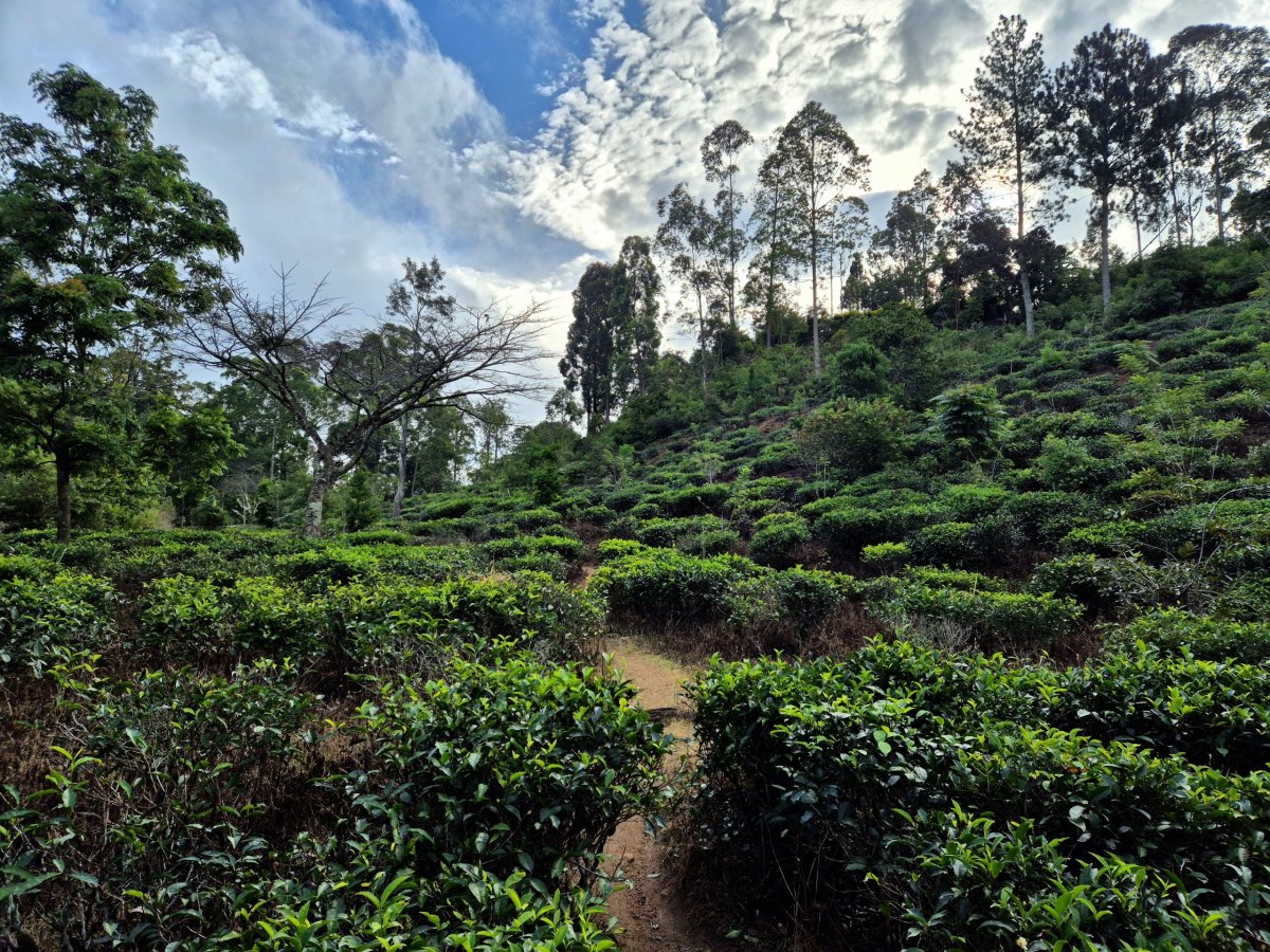 Cesta vedla čajovými políčky