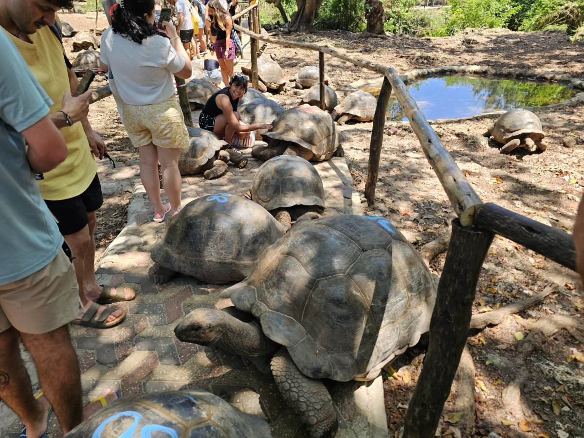 Prison Island, želvy obrovské