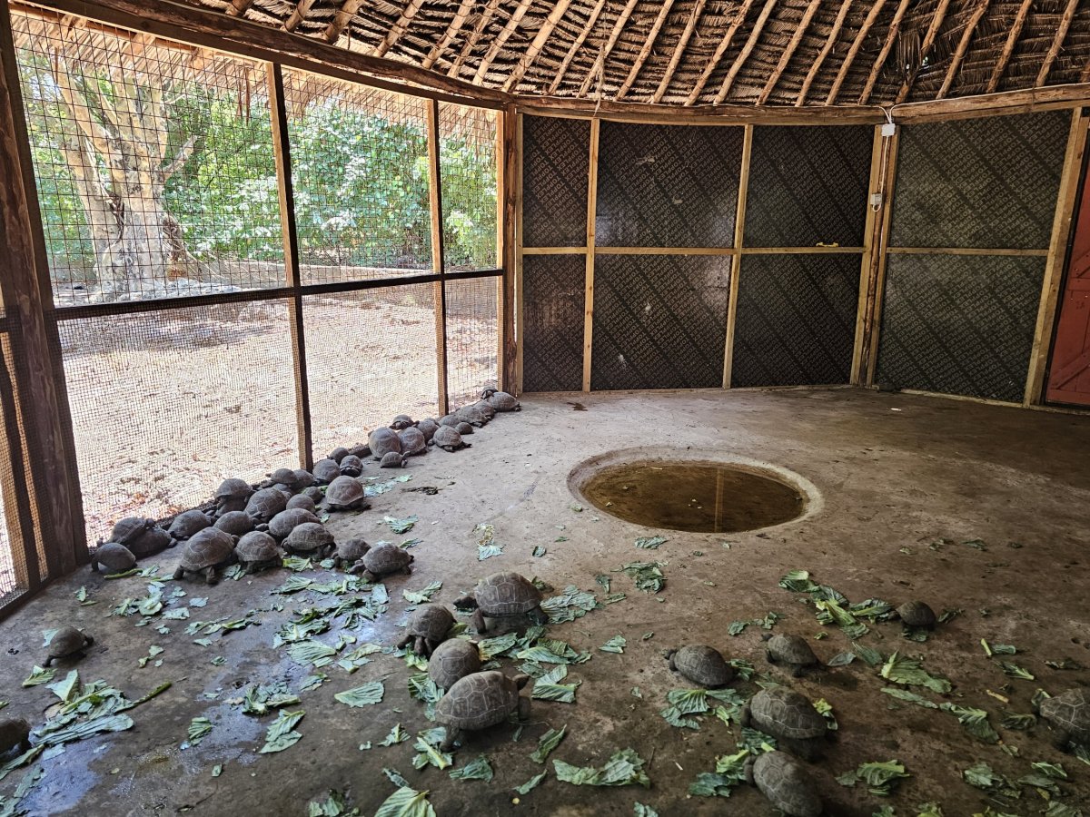 Prison Island, želvy obrovské