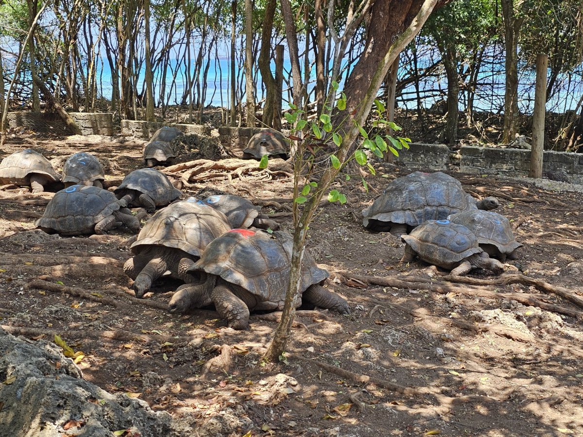 Prison Island, želvy obrovské