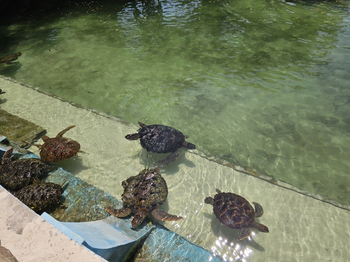 Nungwi, Mnarani Aquarium