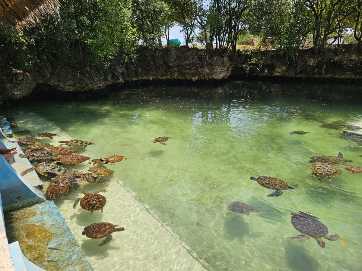Nungwi, Mnarani Aquarium