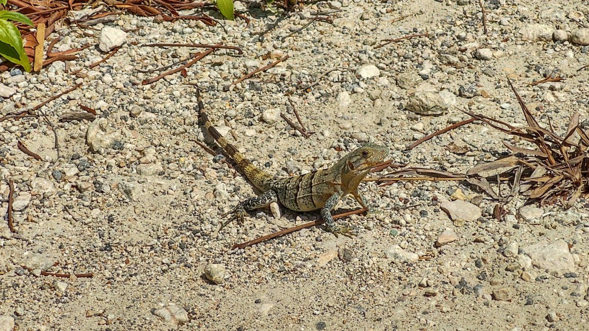 Malý leguán černý