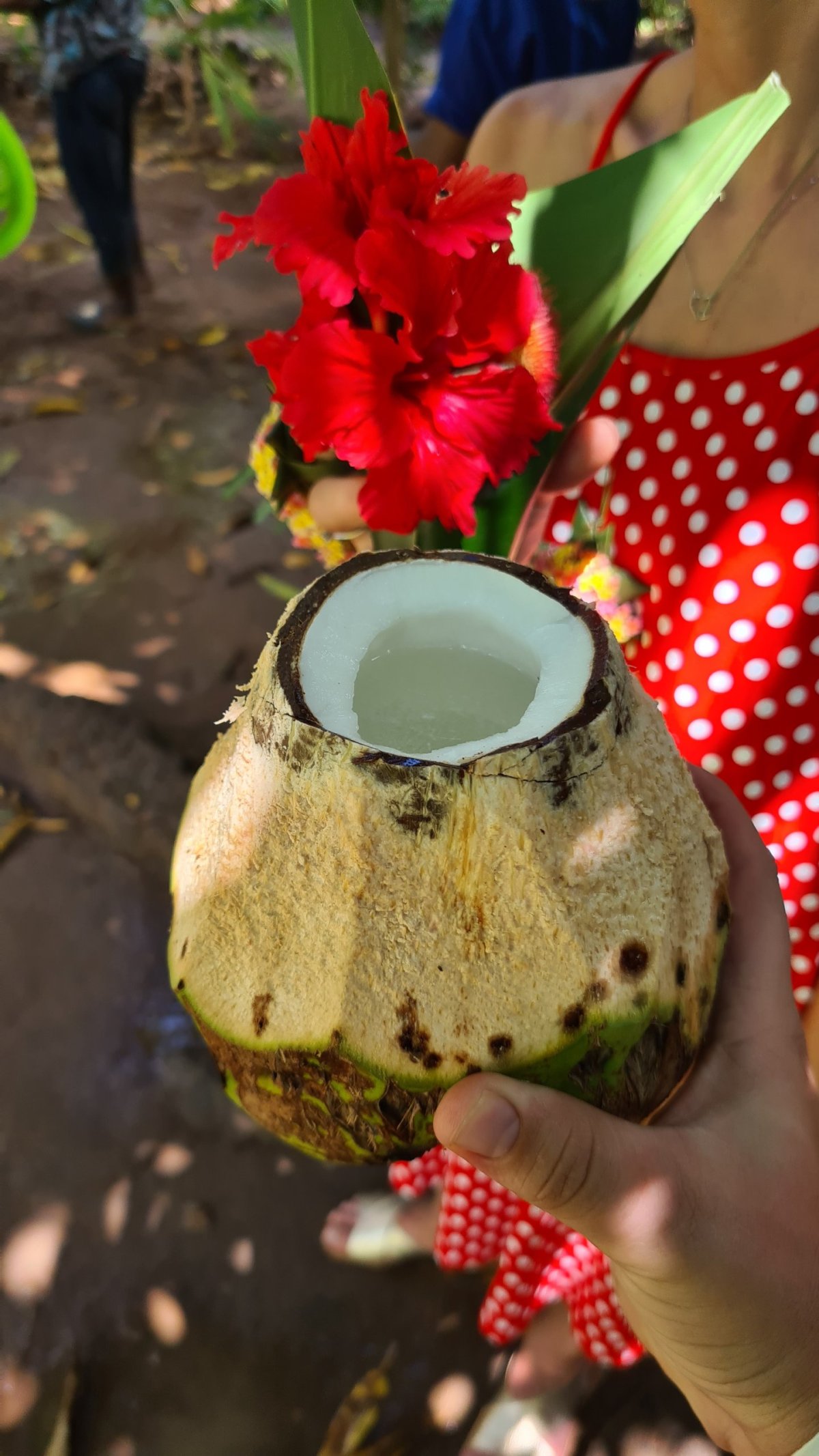 Čerstvě utržený kokos