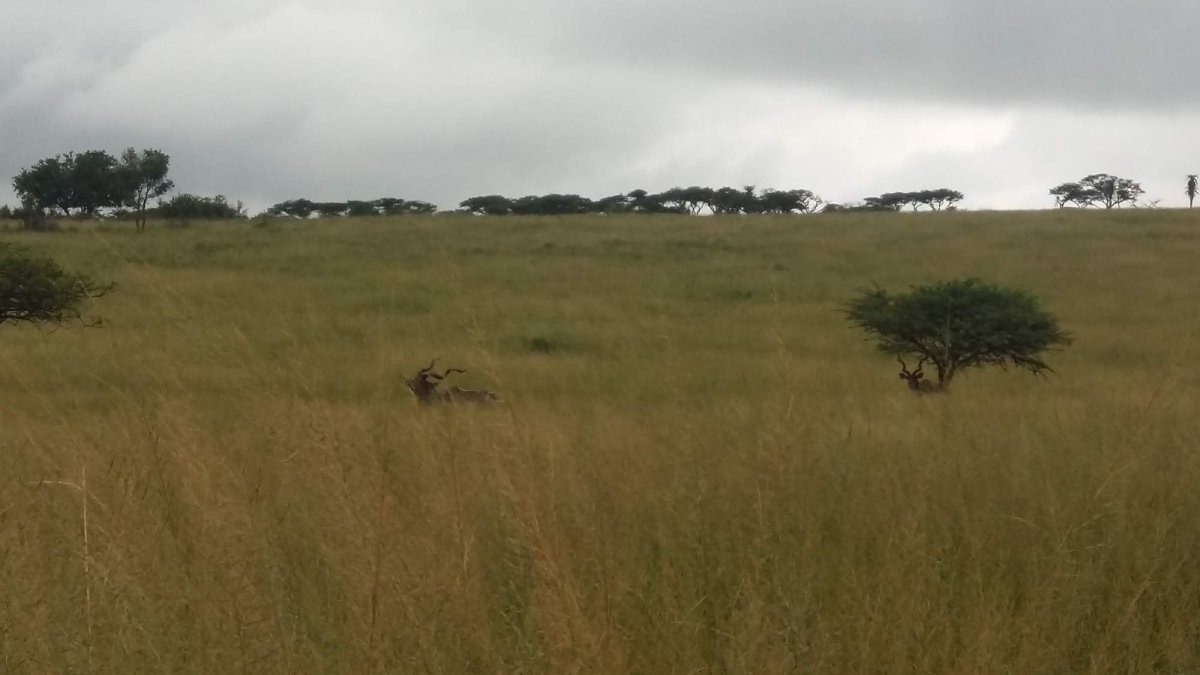 Kudu, rezervace Tala