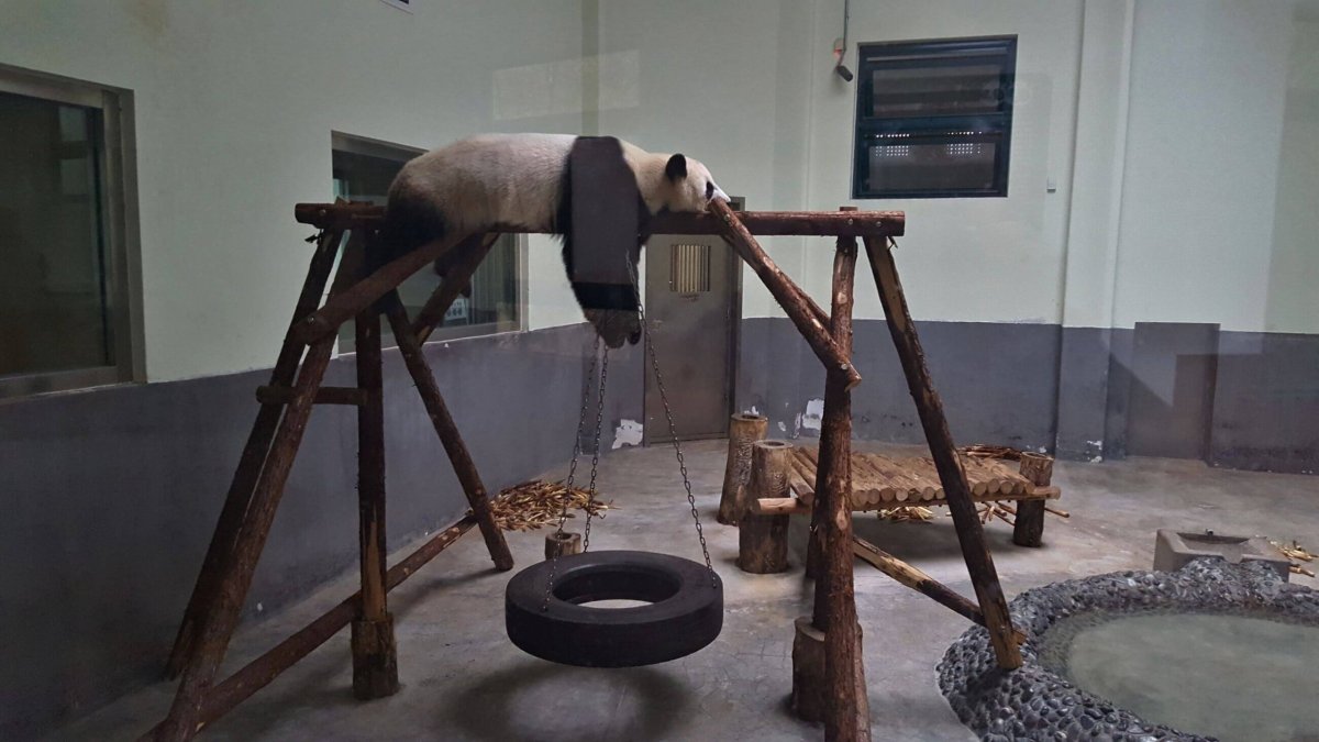 Pandí vězení Made in China