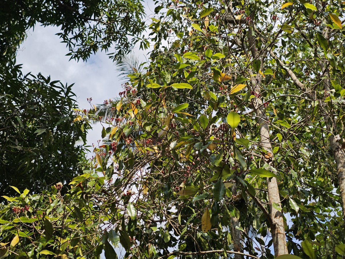 Řebíček na farmě s kořením