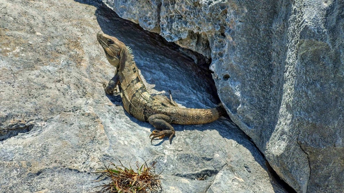 Leguán černý (cca 1,2 metru)