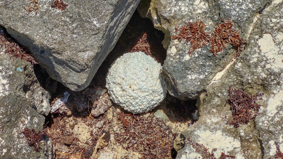 Tohle netuším co je