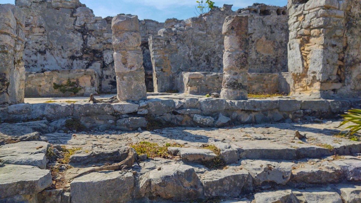 Leguán kam se podíváš