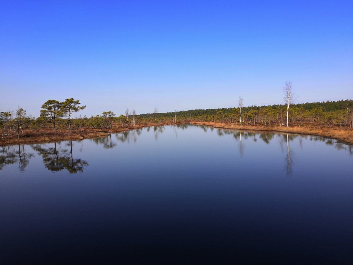 Jezírko v rašeliništi