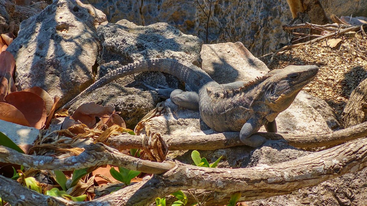 Velký leguán černý