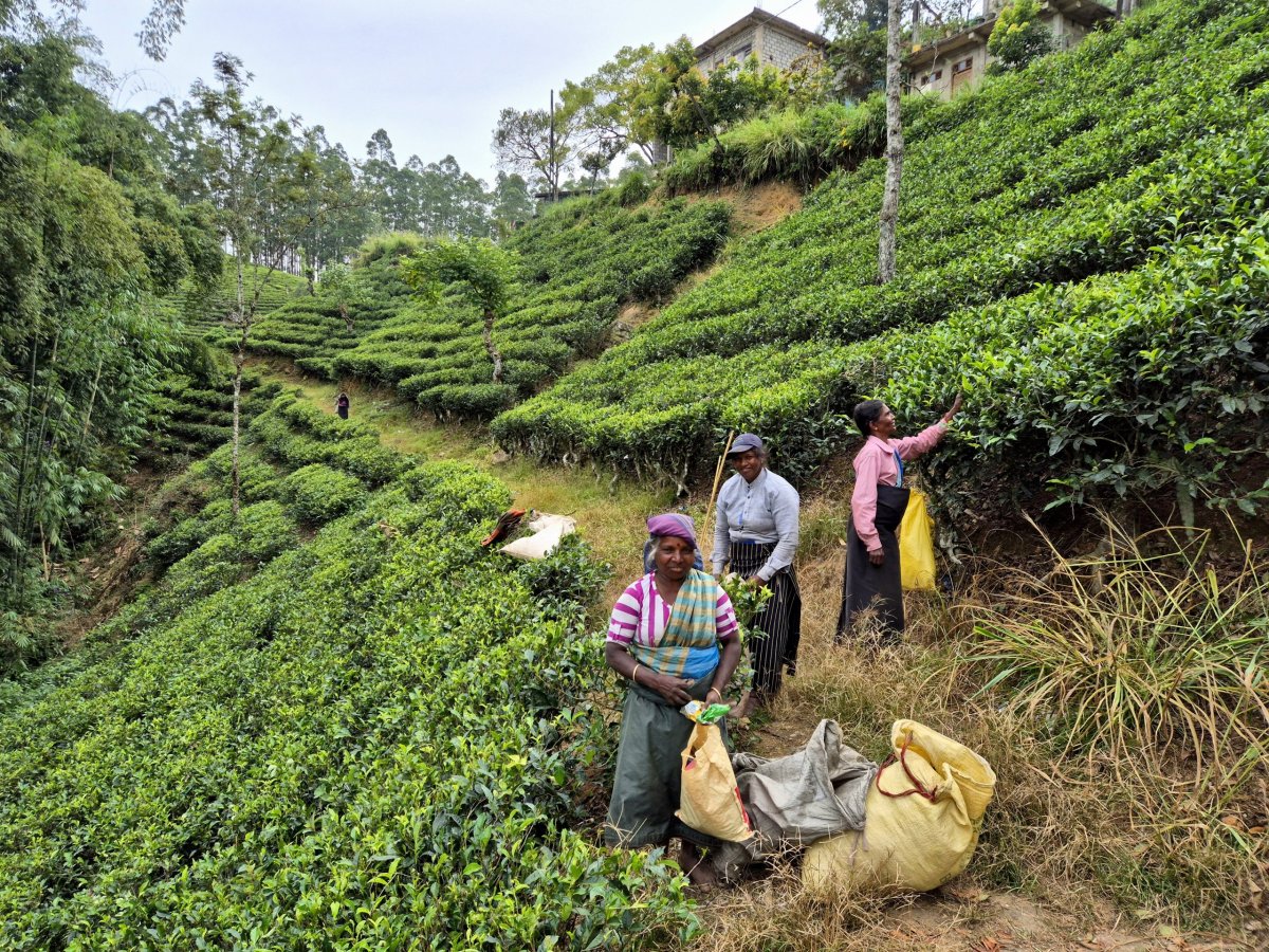 Po cestě do Nallathanniye