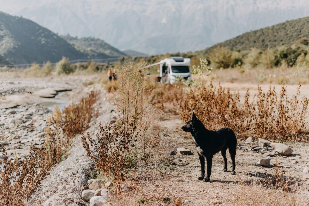 Tenhle pes měl naštěstí svého pána - v pozadí jedno z mnoha obytných aut.