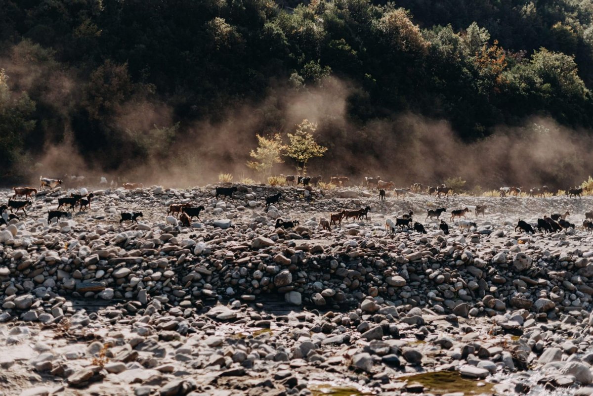 Stádo koz vířící prach. 