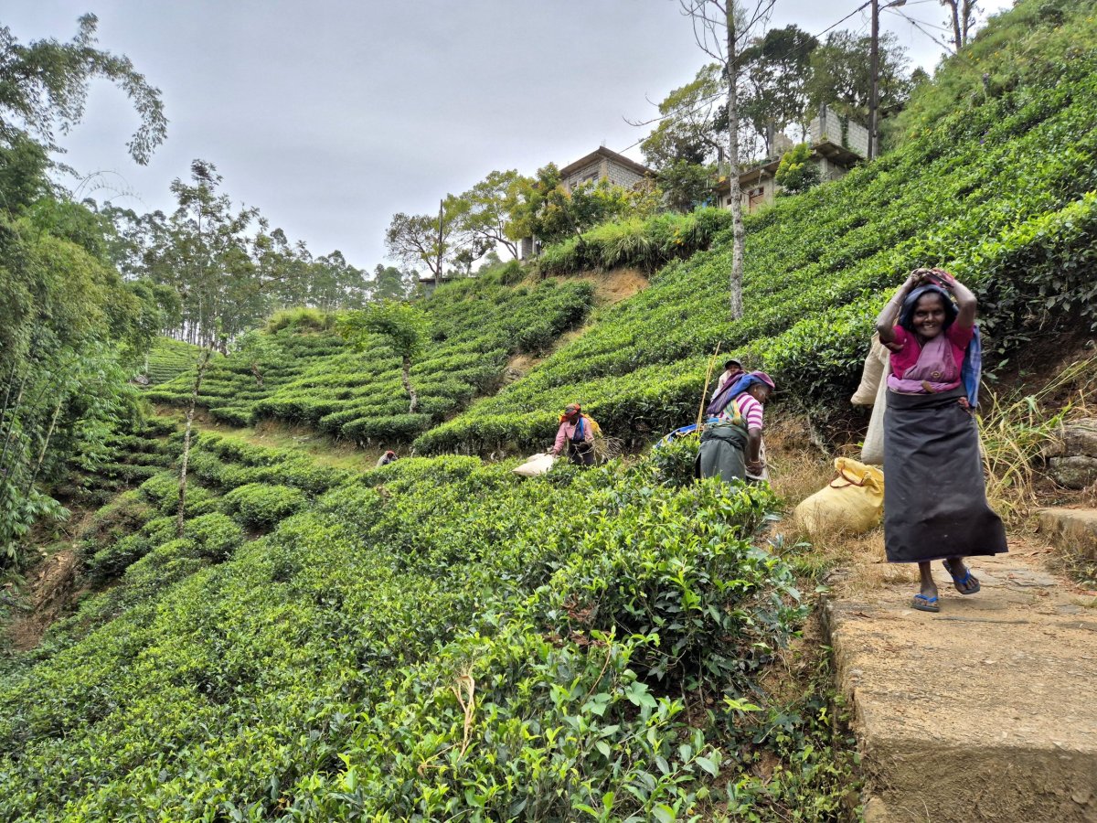 Po cestě do Nallathanniye