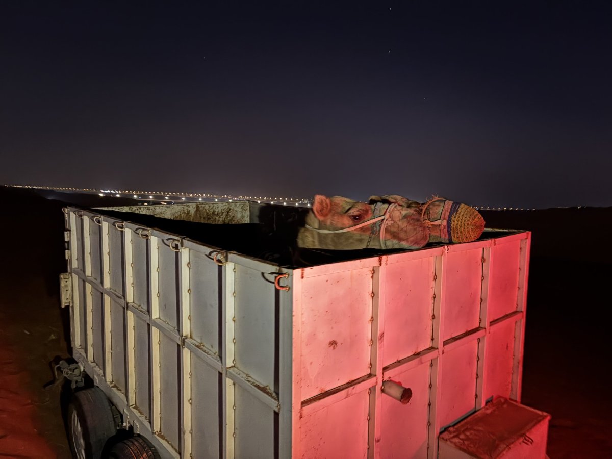 Půlnoční převoz velbloudů