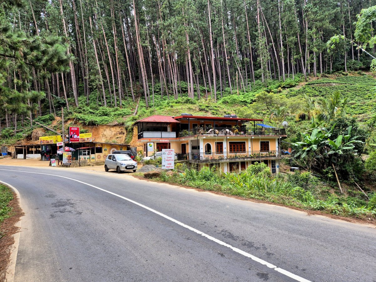 Pine Trees Homestay mezi čajovníky