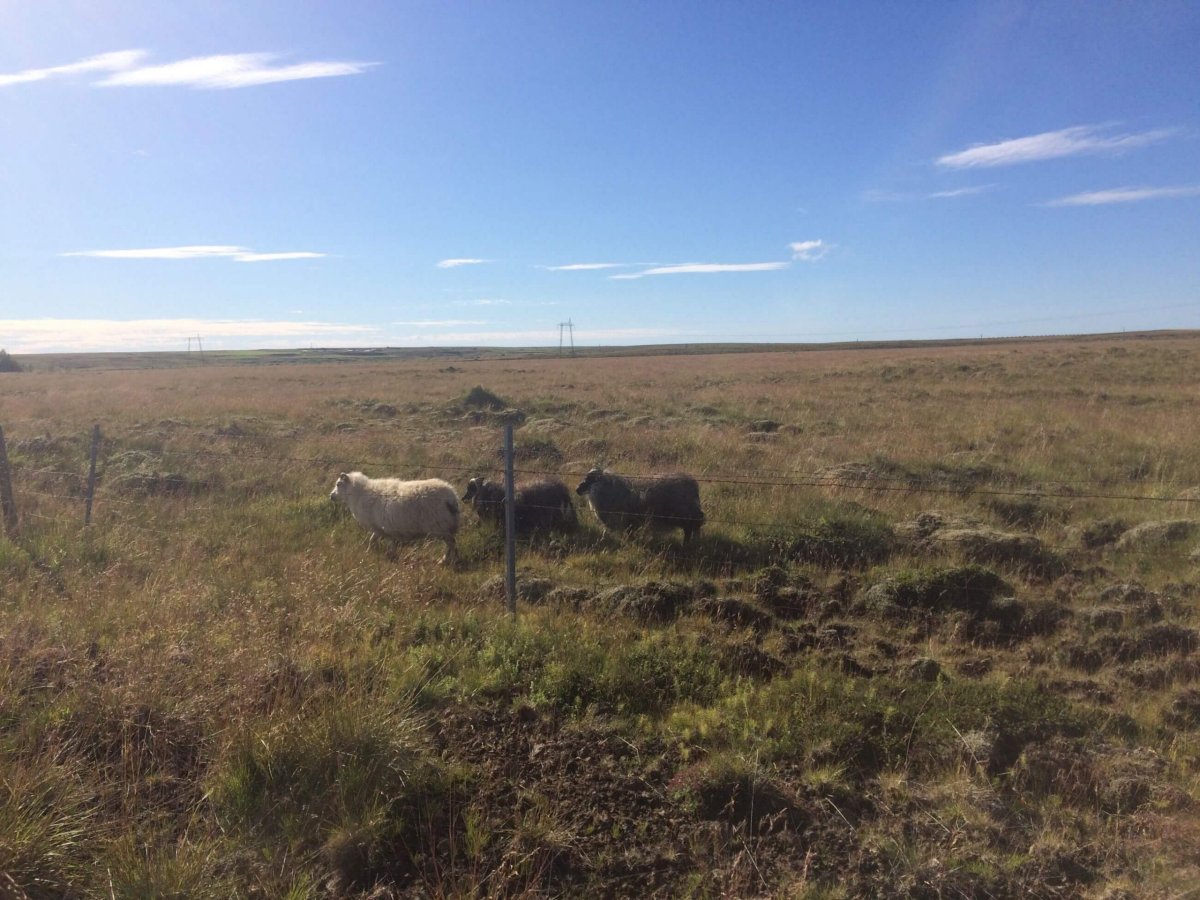 Pasoucí se ovce u silnice