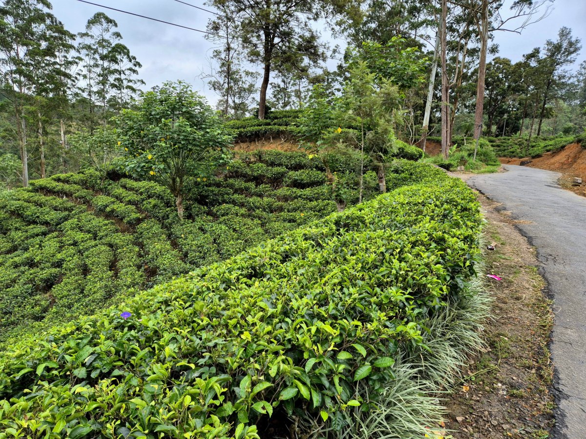 Cesta čajovými plantážemi