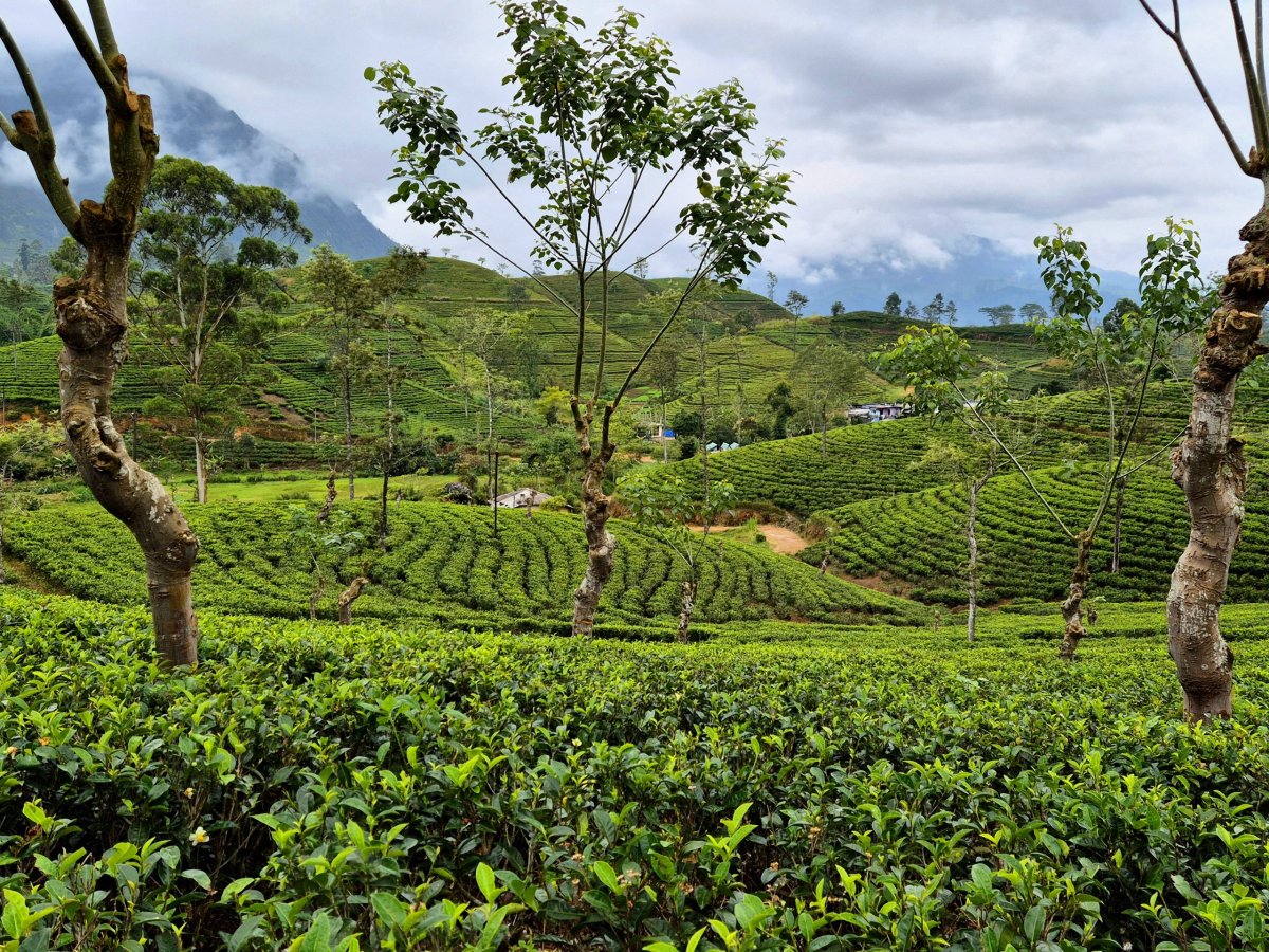 Cesta čajovými plantážemi