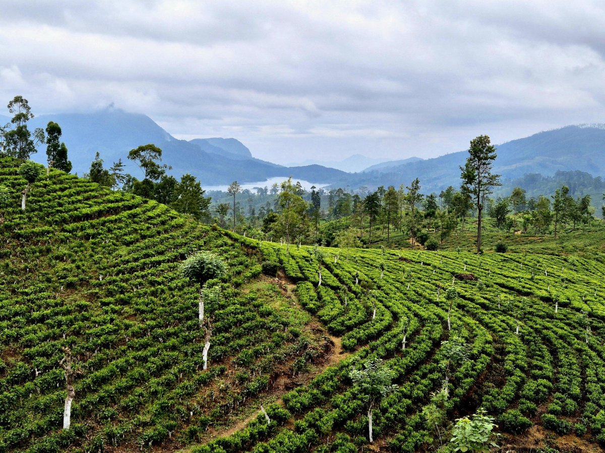 Cesta čajovými plantážemi