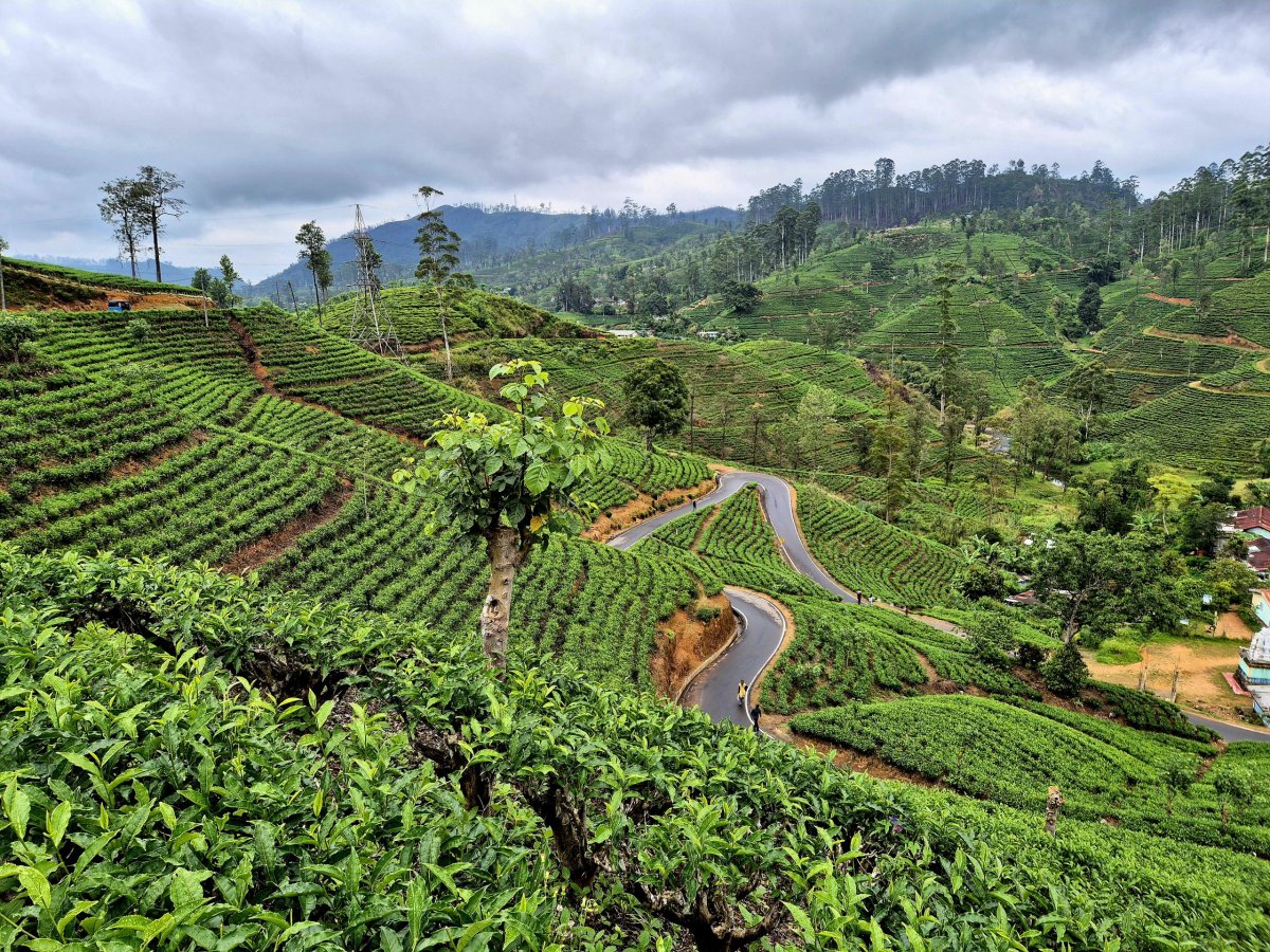 Cesta čajovými plantážemi
