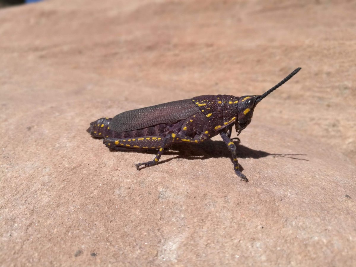 Krom oslů, ovcí, koz, koček a velbloudů další obyvatel Petry.