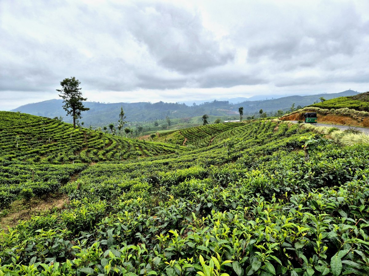 Cesta čajovými plantážemi