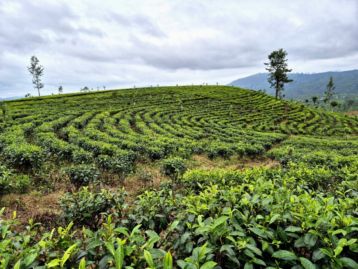 Cesta čajovými plantážemi
