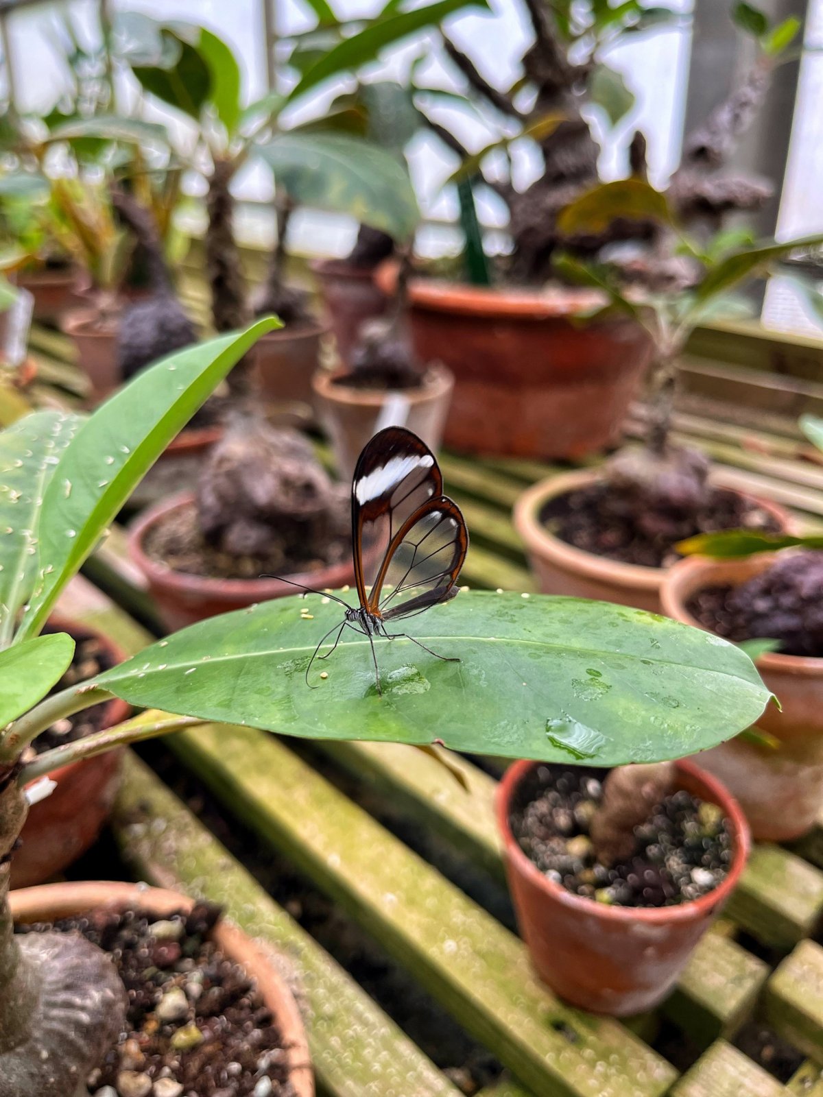 Jeden ze skleníků a průhledný motýl