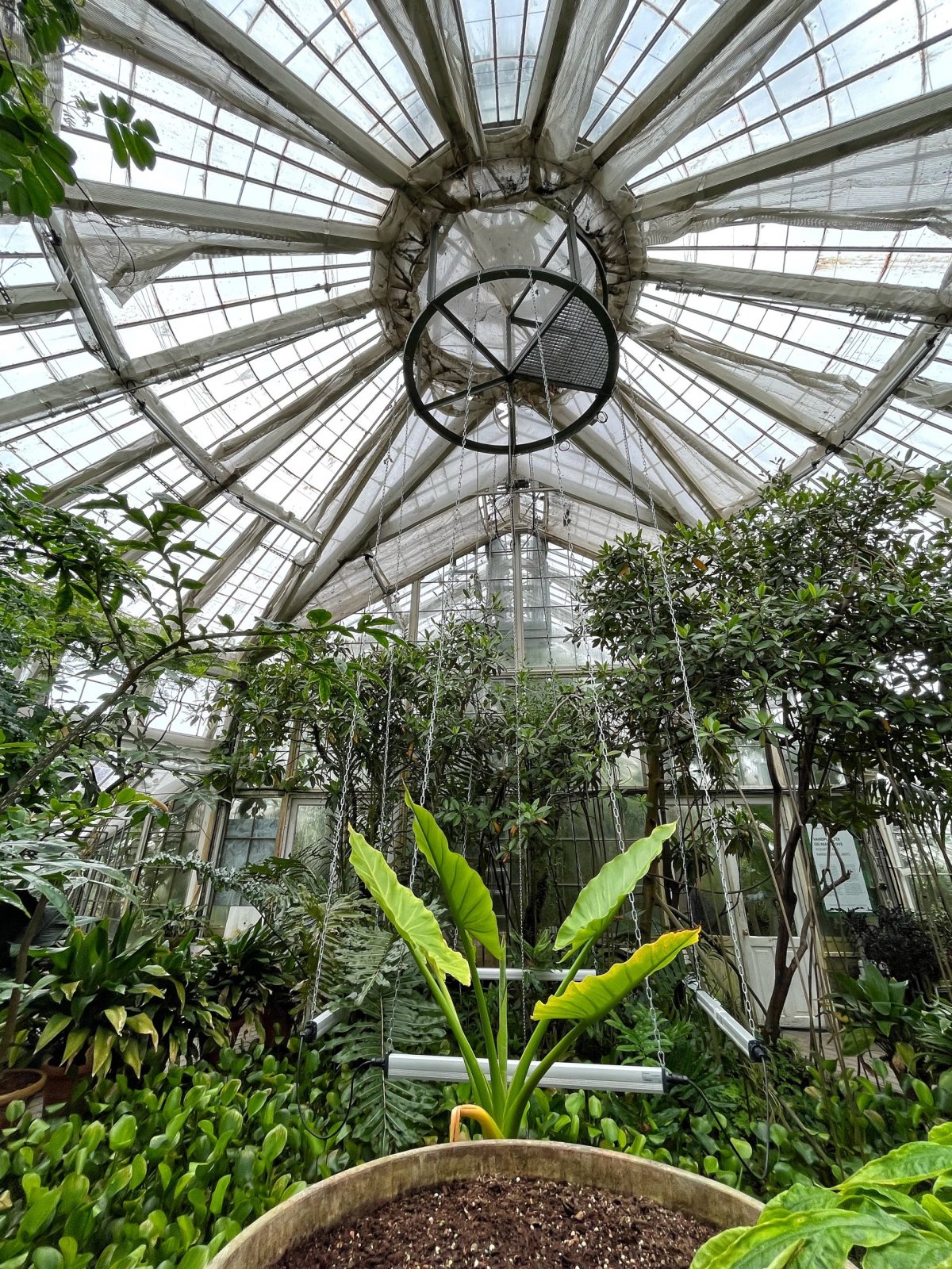 Palm House