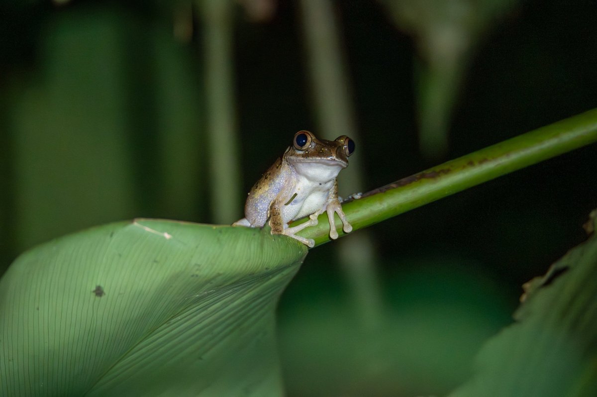 Cameroon forest tree frog