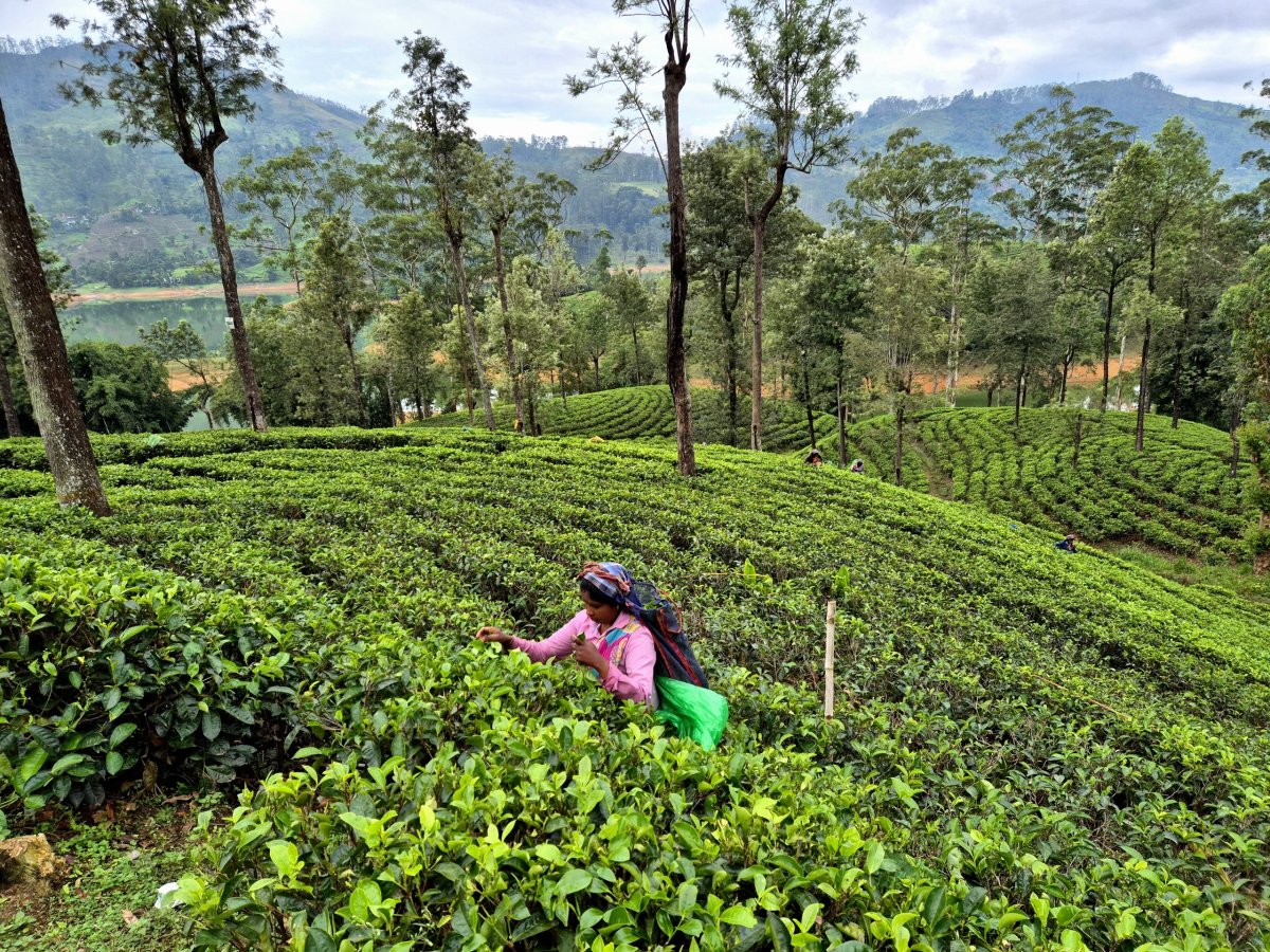 Rozloučení s čajovými plantážemi