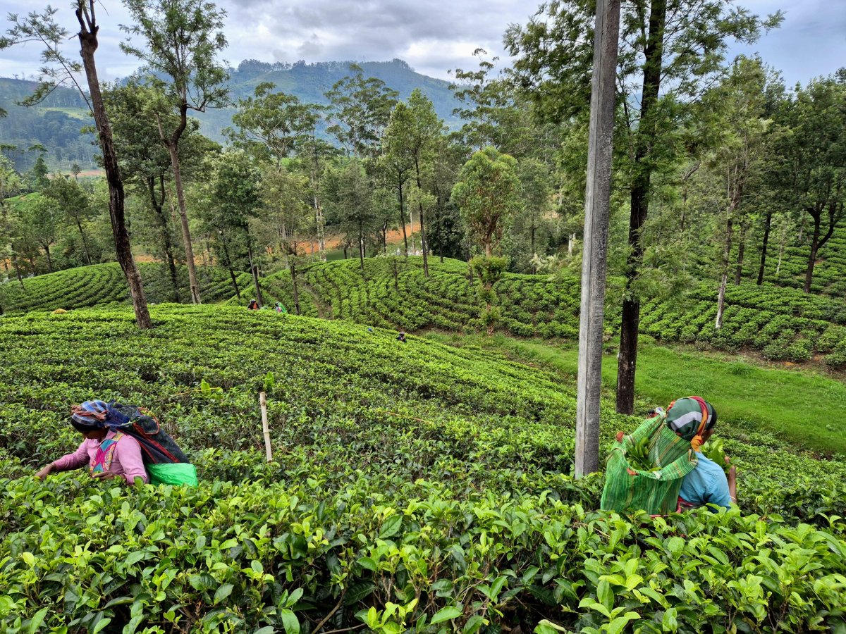 Rozloučení s čajovými plantážemi