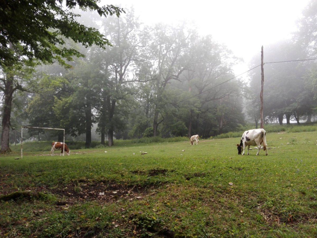 Krávy hrají fotbal